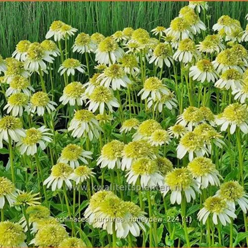 Echinacea purpurea 'Honeydew'