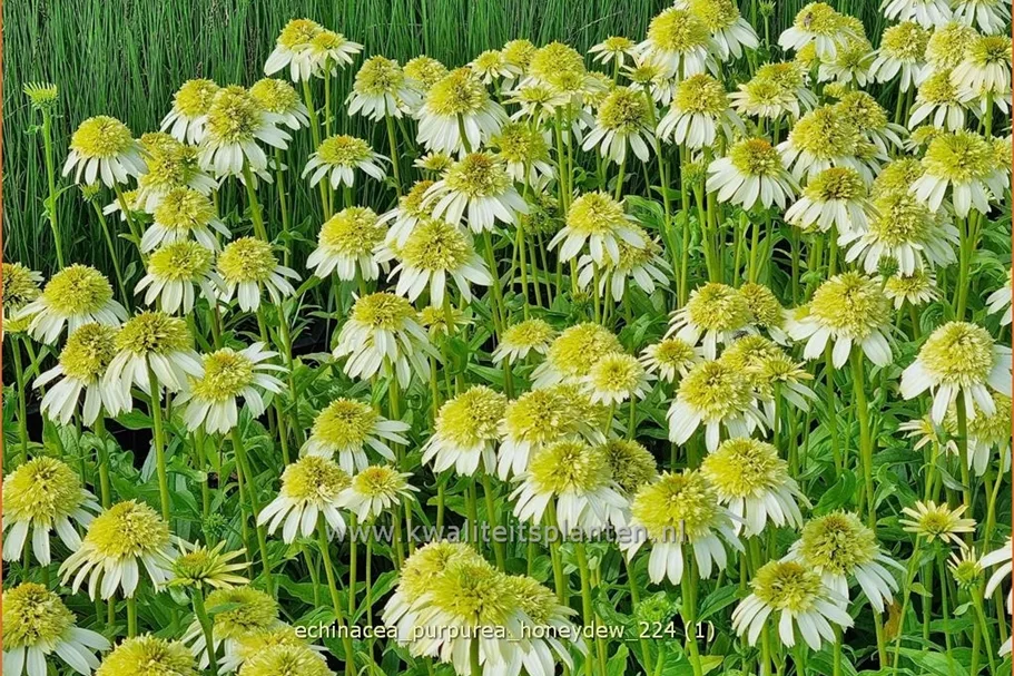 Echinacea purpurea 'Honeydew'