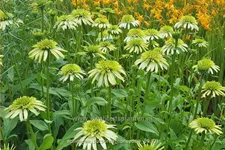 Echinacea purpurea 'Honeydew'