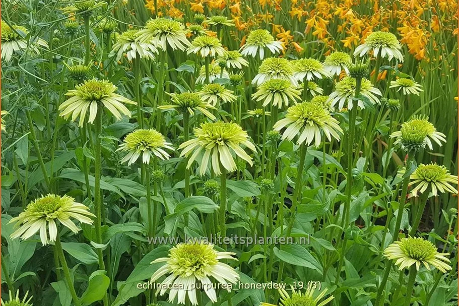 Echinacea purpurea 'Honeydew'