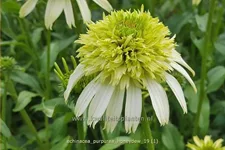 Echinacea purpurea 'Honeydew'