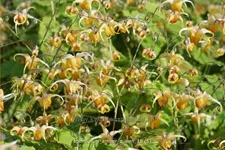 Epimedium x cultorum 'Amber Queen'