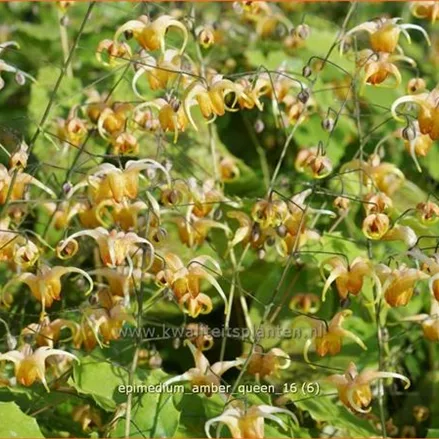Epimedium x cultorum 'Amber Queen'