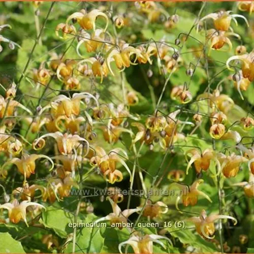 Epimedium x cultorum 'Amber Queen'
