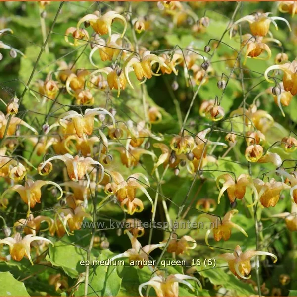 Epimedium x cultorum 'Amber Queen'