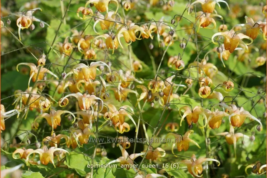 Epimedium x cultorum 'Amber Queen'