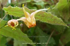 Epimedium x cultorum 'Amber Queen'