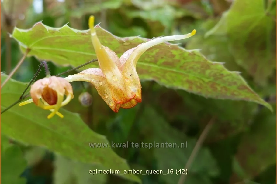 Epimedium x cultorum 'Amber Queen'