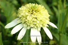 Echinacea purpurea 'Honeydew'