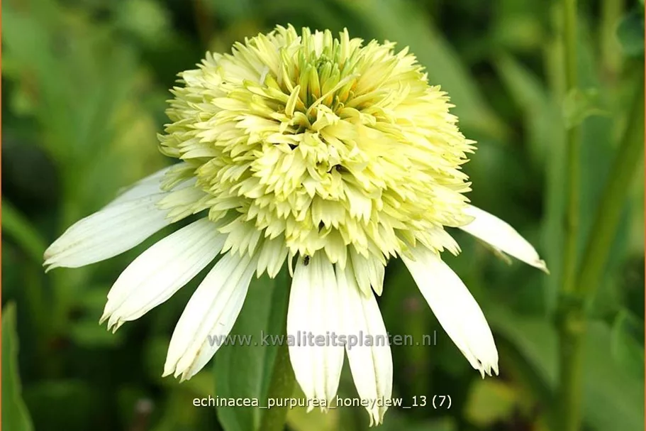 Echinacea purpurea 'Honeydew'