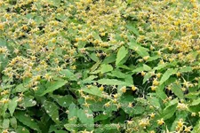 Epimedium x cultorum 'Amber Queen'