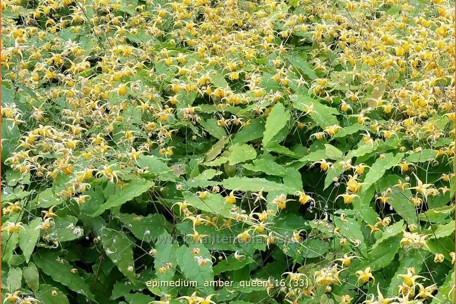 Epimedium x cultorum 'Amber Queen'