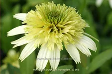 Echinacea purpurea 'Honeydew'