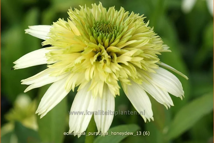 Echinacea purpurea 'Honeydew'