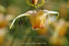 Epimedium x cultorum 'Amber Queen'