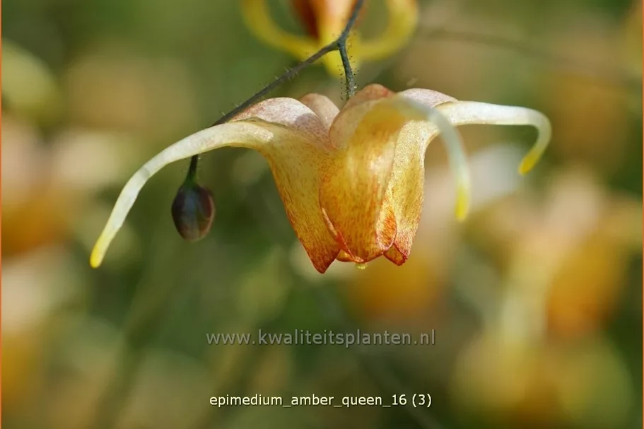 Epimedium x cultorum 'Amber Queen'