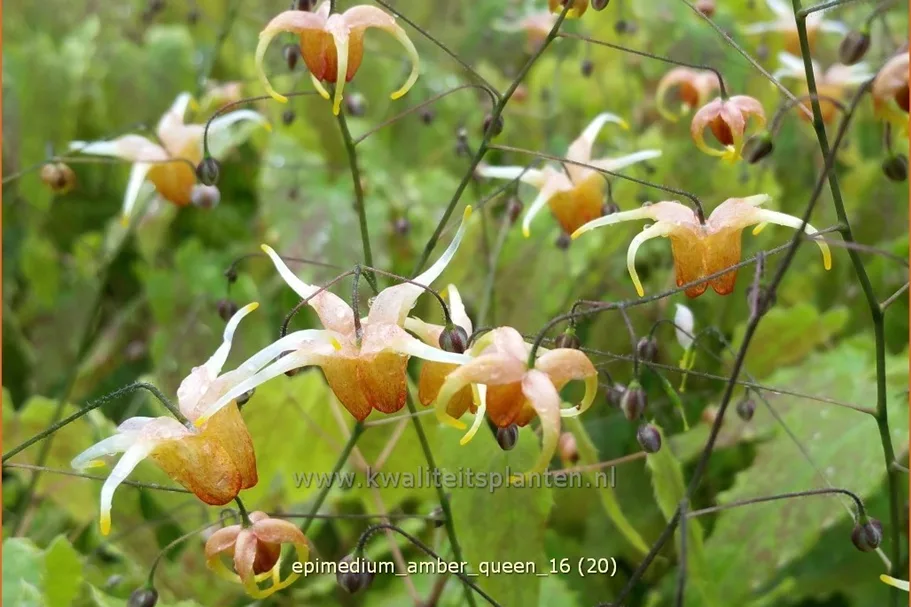 Epimedium x cultorum 'Amber Queen'