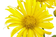 Doronicum orientale