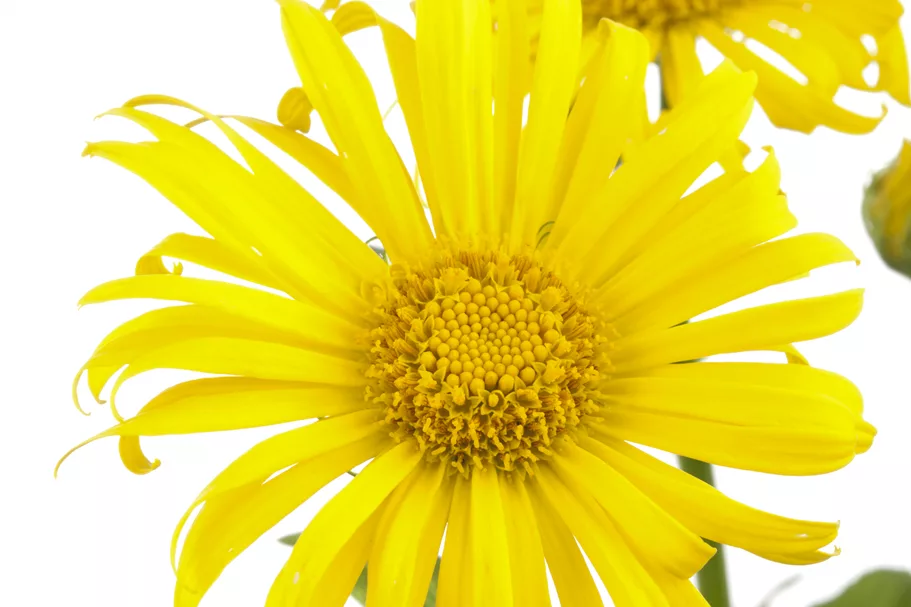 Doronicum orientale