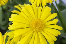Doronicum orientale