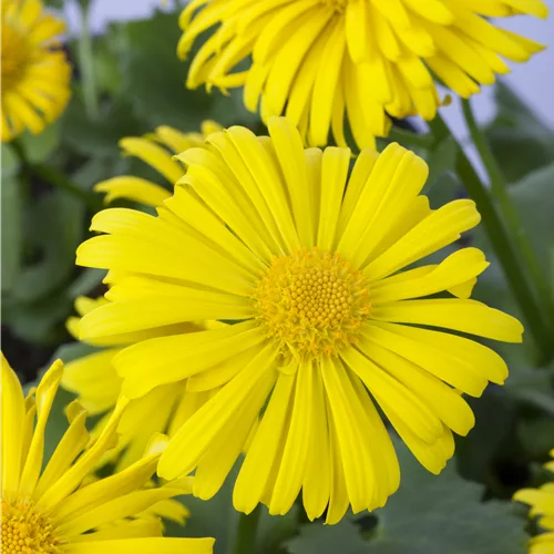 Doronicum orientale 'Magnificum'