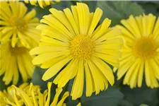 Doronicum orientale