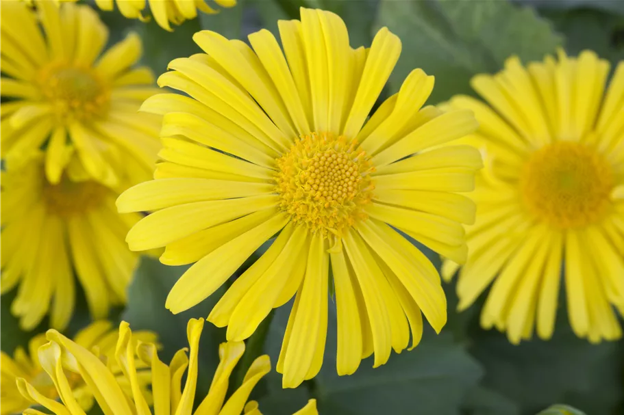 Doronicum orientale