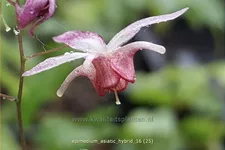 Epimedium x cultorum 'Asiatic Hybrid'