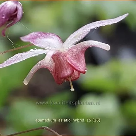 Epimedium x cultorum 'Asiatic Hybrid'