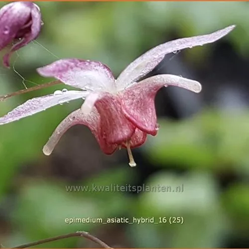 Epimedium x cultorum 'Asiatic Hybrid'