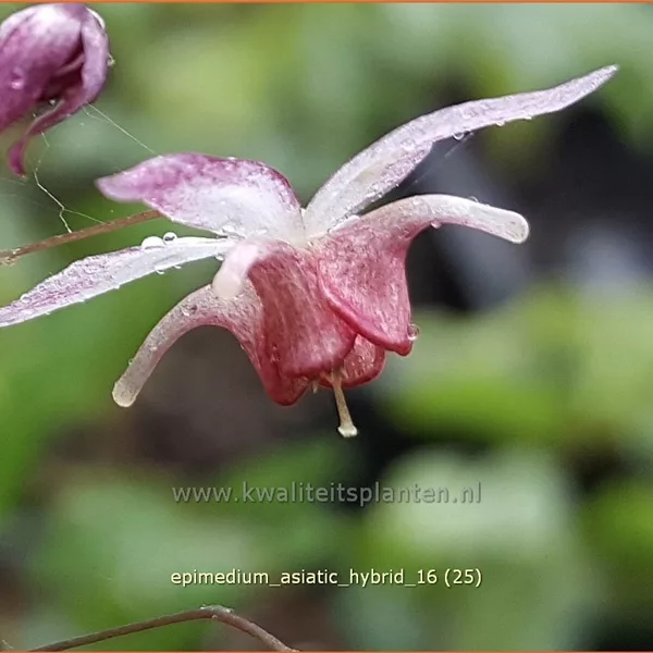 Epimedium x cultorum 'Asiatic Hybrid'
