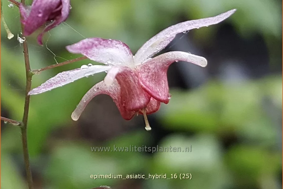 Epimedium x cultorum 'Asiatic Hybrid'