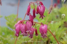 Dicentra formosa 'Luxuriant'