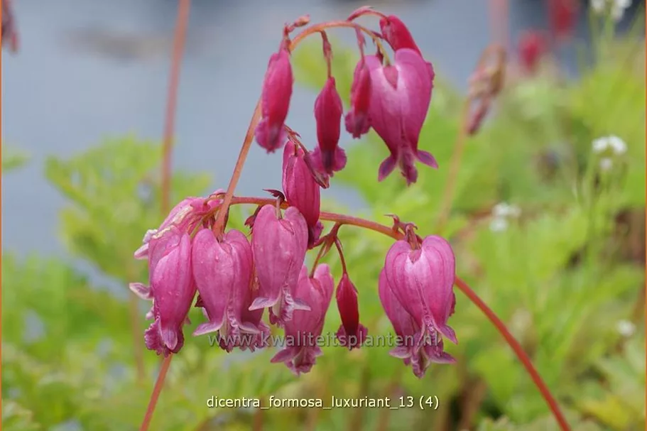 Dicentra formosa 'Luxuriant'
