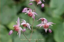 Epimedium x cultorum 'Asiatic Hybrid'