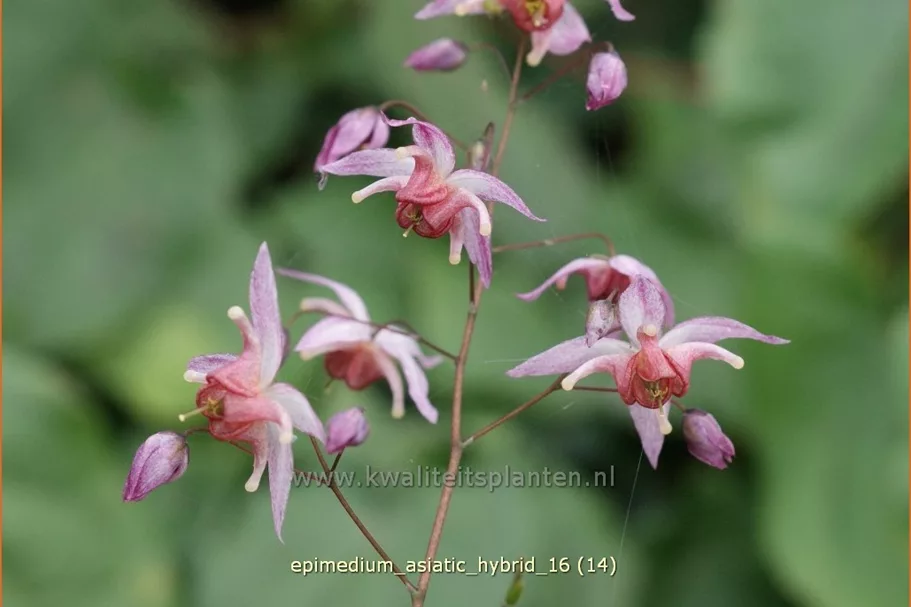 Epimedium x cultorum 'Asiatic Hybrid'