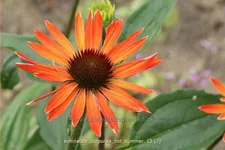 Echinacea purpurea 'Hot Summer'®