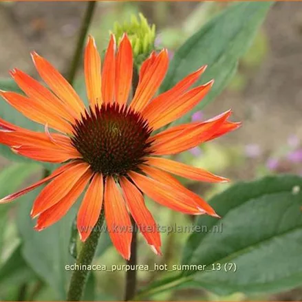 Echinacea purpurea 'Hot Summer'®