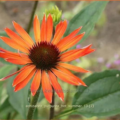 Echinacea purpurea 'Hot Summer'®