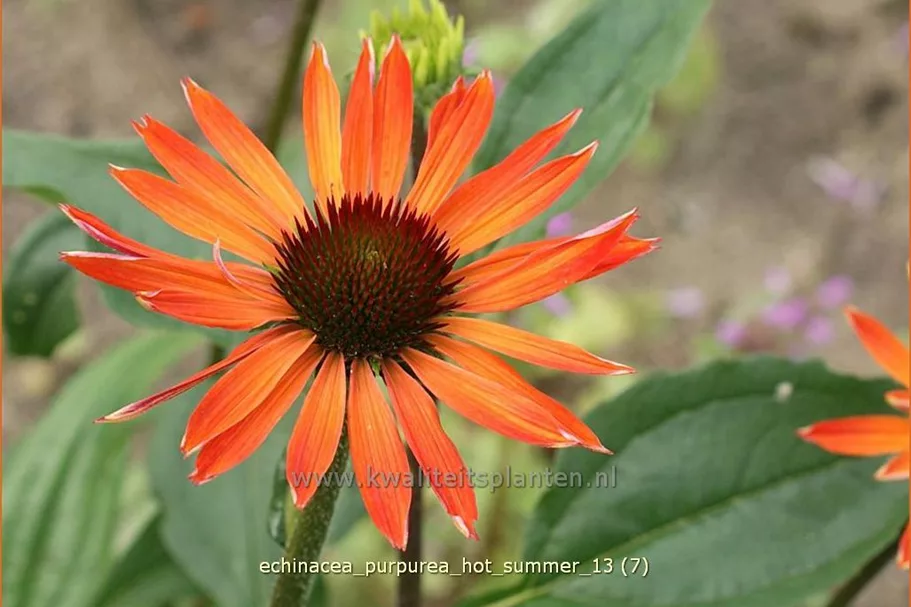 Echinacea purpurea 'Hot Summer'®