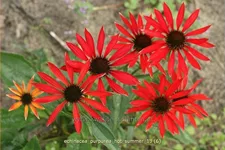 Echinacea purpurea 'Hot Summer'®