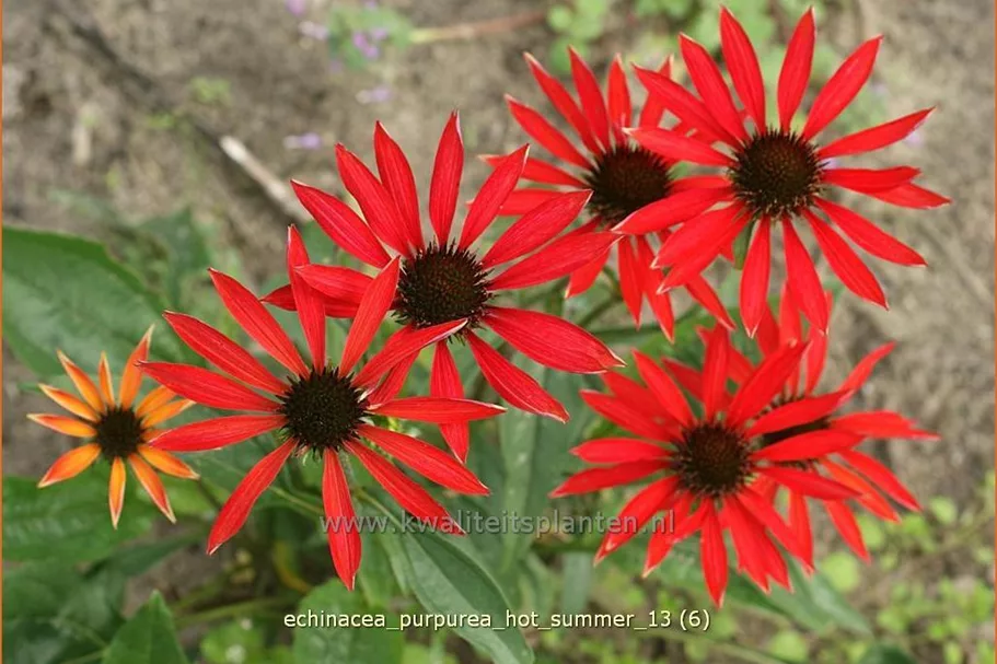 Echinacea purpurea 'Hot Summer'®