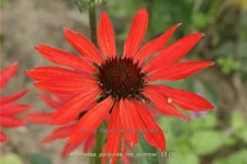Echinacea purpurea 'Hot Summer'®