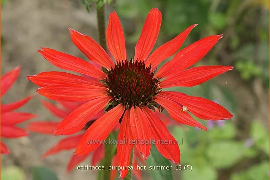 Echinacea purpurea 'Hot Summer'®