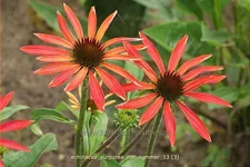 Echinacea purpurea 'Hot Summer'®