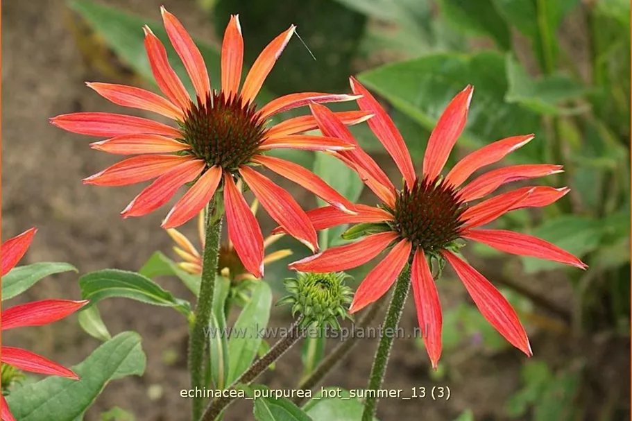 Echinacea purpurea 'Hot Summer'®