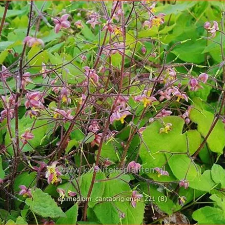 Epimedium cantabrigiense