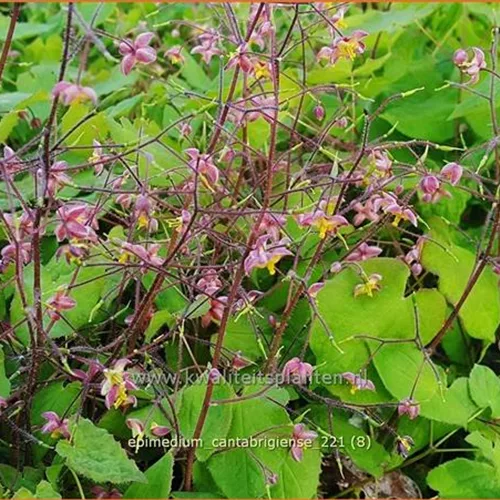 Epimedium cantabrigiense