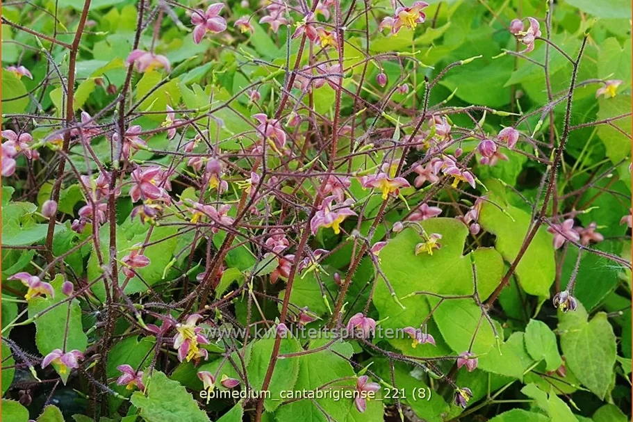 Epimedium cantabrigiense
