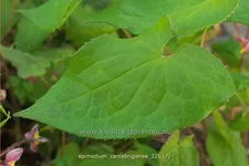 Epimedium cantabrigiense